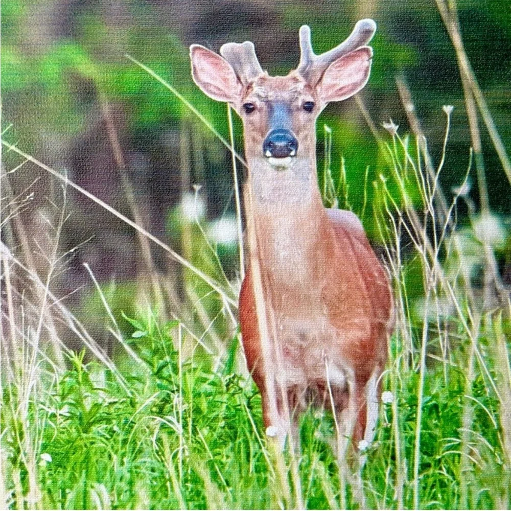 Still Life Deer in Woods Cabin Nature Animal Canvas Wall Decor Accent Farmhouse